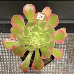 99#植物アエオニウム錦❤️サラダボール中斑錦❤️韶華❤️1大頭3小頭