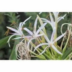 ハマユウ（浜木綿）ハマオモト（浜万年青）白花　種子【1個】 観葉植物　沖縄海浜緑 ハマユウ（浜木綿）ハマオモト（浜万年青）白花 種子【1個】 観葉植物