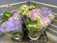 ☆売り尽くし☆ハイドランジア☆アジサイ☆フラウ エスポワール☆5号鉢