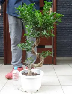 現品】ガジュマル 超曲がり 昇り龍の様な仕立て 多幸の木 8号サイズ