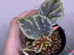 専用Begonia sp. from North Toraja 青ベゴニア　原種 Yahoo!オークション - Begonia sp. from North Toraja [S0919-06] 検索