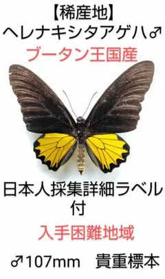 2026年最新】キシタアゲハの人気アイテム - メルカリ