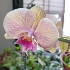 ❤希少❗胡蝶蘭ミディLeaf -Luma ルマのサムネイル