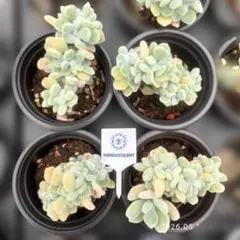Top【選抜株】多肉植物　360494フロスティ綴化　49個　鉢無し/脱土 2026年最新】フロスティ 綴化の人気アイテム - メルカリ