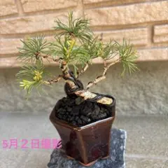 3本セット ☆盆栽☆ 赤石五葉松 X-21 ☆愛媛県より発送☆ - メルカリ