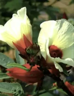 Hnin Yu Yu Aung様 リクエスト 2点 まとめ商品