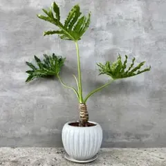根上がり　フィロデンドロン　セローム　8号　陶器鉢　植え込み発送 根上がり フィロデンドロン セローム 8号 陶器鉢 植え込み発送 - メルカリ