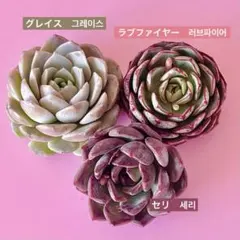 韓国苗エケベリア＊輸入したばかりのカット苗３種セット＊多肉植物
