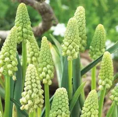 SOIL様 リクエスト 3点 まとめ商品