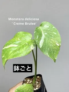 【斑少ないタイプ♪育てやすい♪】モンステラ　タイコン　クリームブリュレ　希少のサムネイル