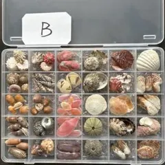 貝殻標本　30セット　Ｂ