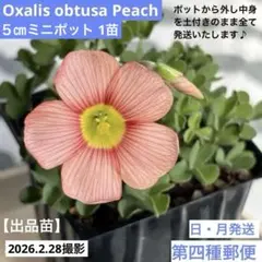 2026年最新】オキザリス苗の人気アイテム - メルカリ