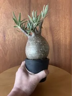 グラキリス　中大　現地球　サキュレンタム種子10粒プレゼント グラキリス 大 現地球 サキュレンタム種子10粒プレゼント グラキリス