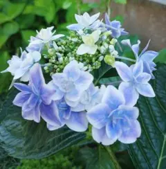 そ*に様 ⑭大きめ苗! 青鬼❣️華切子❣️ちょこん❣️発根済 6苗メルカリ便送料 青とクリーム色のアジサイ 抜き苗 ネコポス - メルカリ