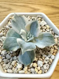 (V)o¥o(V)様 リクエスト 3点 まとめ商品