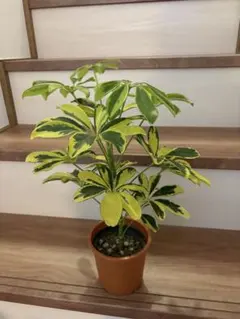 2026年最新】シェフレラの人気アイテム - メルカリ