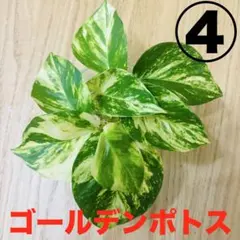 2025年最新】モンステラ 黄斑の人気アイテム - メルカリ