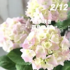 2026年最新】秋色紫陽花の人気アイテム - メルカリ