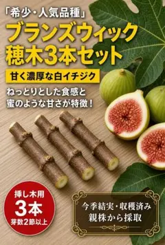 【専用】穂木 イチジク 2026年最新】イチジク穂木の人気アイテム - メルカリ