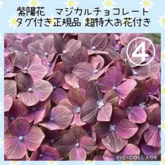 【花苗】4鉢限定　紫陽花　マジカルチョコレート　④ 特大花　正規品　タグ付き アジサイ マジカルチョコレート○4号 希少 良苗 紫陽花 マジカル
