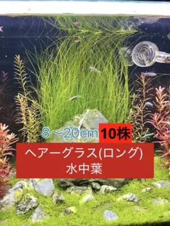ヘアーグラス（ロング） ※値下げ中 水中葉 10株8〜20cm