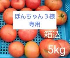 ぽんちゃん３様専用　訳あり　飛騨トマト