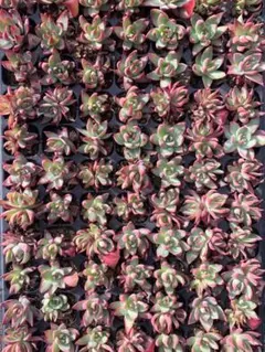 Top【選抜株】多肉植物　361705リトル リリー　40個　鉢無し/脱土 Top【選抜株】多肉植物 264316カシオ 12個 鉢無し/脱土 - メルカリ