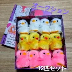 ぴより〜な 12匹セット いつも現役のメンバーノーマルひよこ ひよこのおかげ