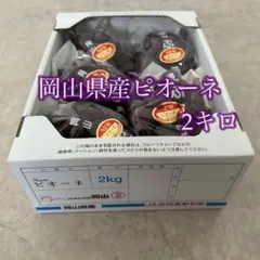 K様専用 岡山ピオーネ 2キロ×2箱 きれいな家庭用 - メルカリ