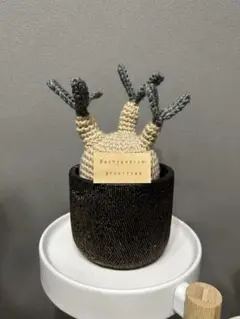 Pachypodium gracilius グラキリスあみぐるみ