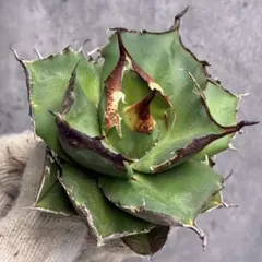 2025年最新】アガベの人気アイテム - メルカリ