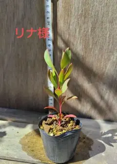 リナ様専用　キングプロテア、セルリア　フロリダ苗　計２本