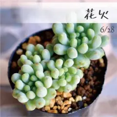 多肉植物 多肉アン 玉響 抜き苗 ポットの中身全て コゲあり - メルカリ
