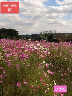 [ mimura様 ]Elderflower Muscat 20ティーバッグ