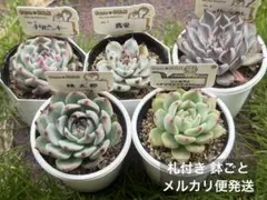 露蛍他3点札付きポットごとメルカリ便ファームパルクさん苗 - メルカリ