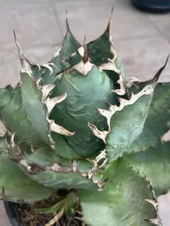 アガベ　白鯨　陽炎　強白爪　極上大子株 1厳選 アガベ チタノタ 牡丹葉白鯨 陽炎 強棘 狂強刺し 極上美株