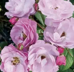 ひーたん様リピーター専用ページ