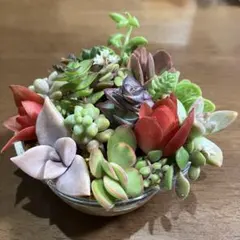 多肉植物　寄せ植え用　カット苗15種類