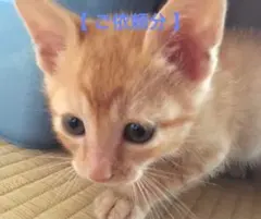 【 TOM (TOM-o) 様 】