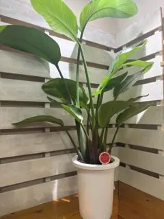 ストレリチア オーガスタ　7号サイズ　観葉植物 鉢植えのサムネイル
