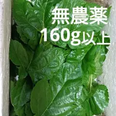 新鮮 無農薬 桑の葉 160g以上のサムネイル
