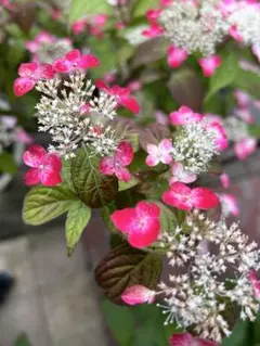 アレックス様 リクエスト 2点 まとめ商品