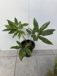 2026年最新】レアフィロデンドロンの人気アイテム - メルカリ