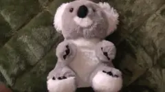 コアラぬいぐるみ タロンガ動物園 シドニー　koala　約24cm