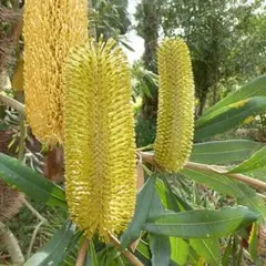 2025年最新】バンクシア 苗の人気アイテム - メルカリ