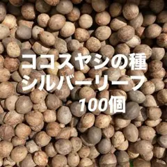 大貴様 リクエスト 3点 まとめ商品