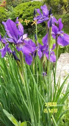 ささきんぐ様 リクエスト 3点 まとめ商品