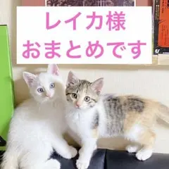 レイカ様 リクエスト 5点 まとめ商品　他2点ご購入済み