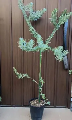 2025年最新】アカシアブルーブッシュの人気アイテム - メルカリ