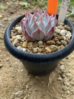多肉植物 紫紺の矢 おらいさん苗 ミックスベリア 抜き苗 - メルカリ